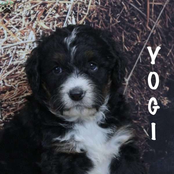 Yogi, Bernedoodle Puppy